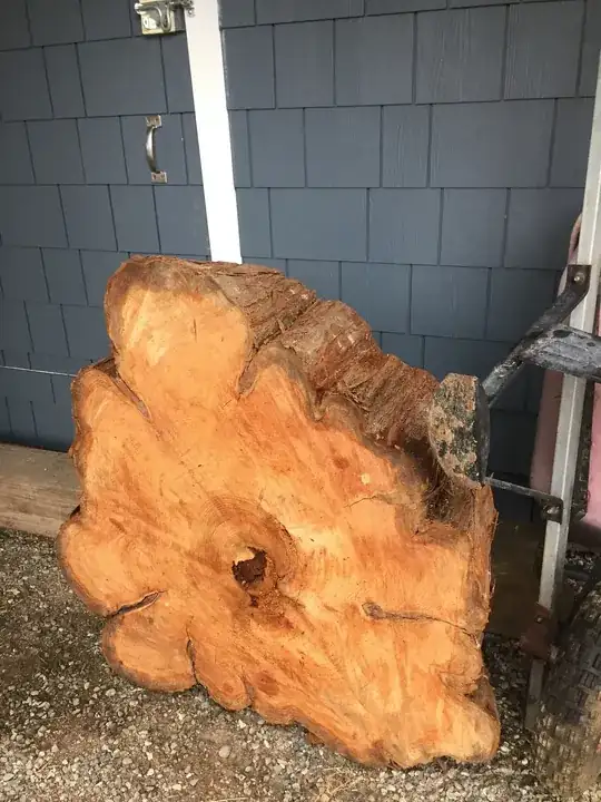 western cedar tree