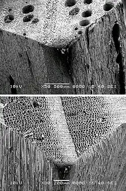 Wood Under Scope