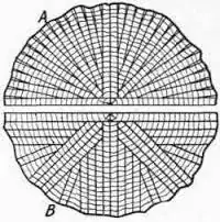 rift sawn