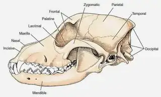 Dog Skull
