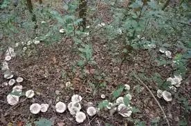 Fairy Circles