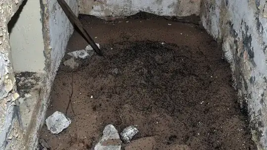 Ants