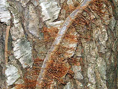 vine roots