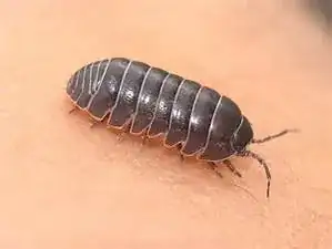 Arthropod