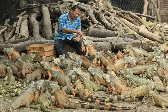 iguana farm