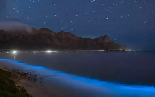 bioluminescent algae