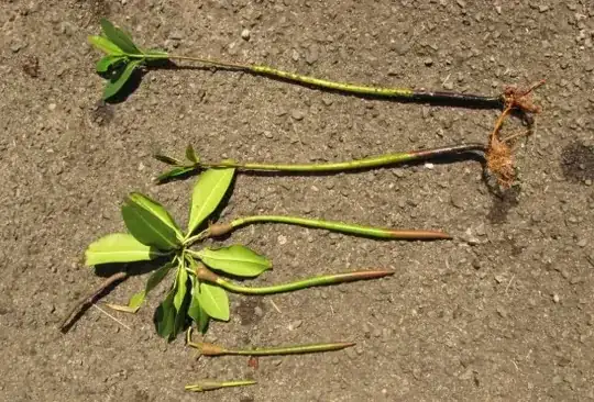 mangrove seeds