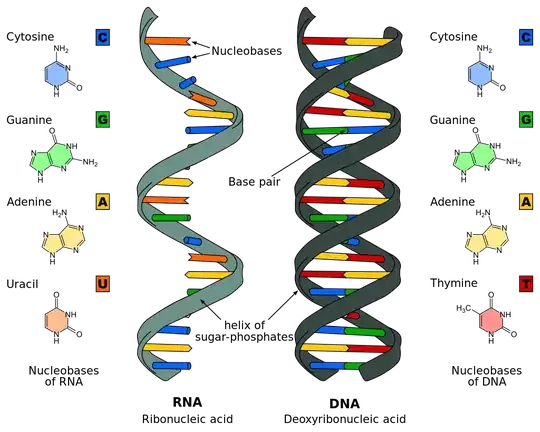 rna