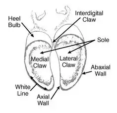 Hoof? Paw? Barbara Neville on Pinterest shows you!