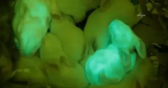 glow bunnies