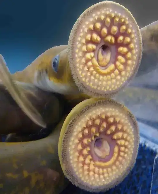 lamprey jaws