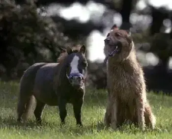 Thumbelina on the left a dog on the right