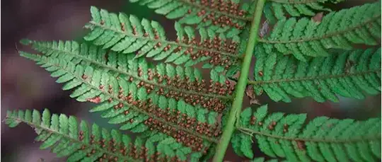 fern