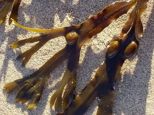Image of air bladders in bladder-wrack, from Wikimedia Commons