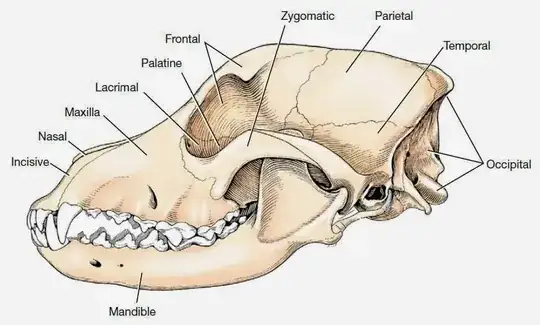 Dog Skull