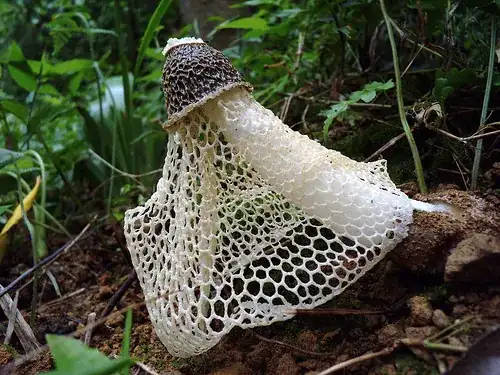 Beautiful fungi