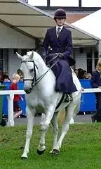 sidesaddle