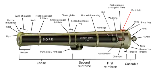 Cannon anatomy