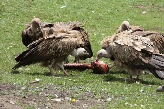 sky burial