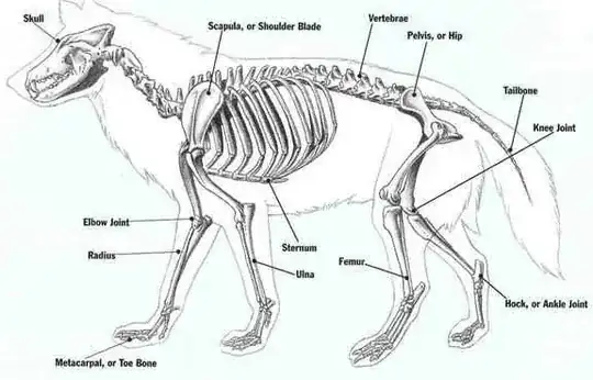 Wolf