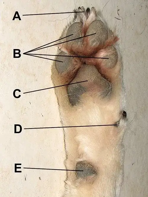paw illustration