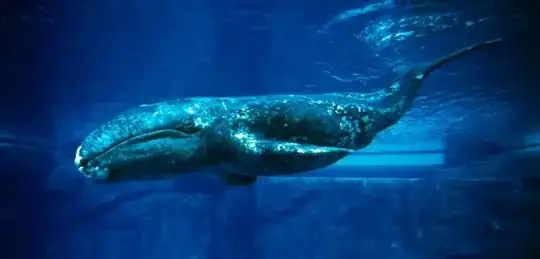 Gray whale!