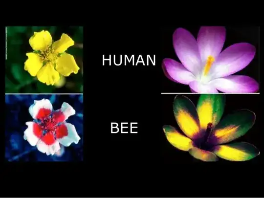Bee vision