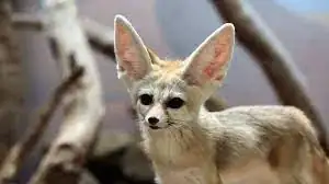 fennic fox