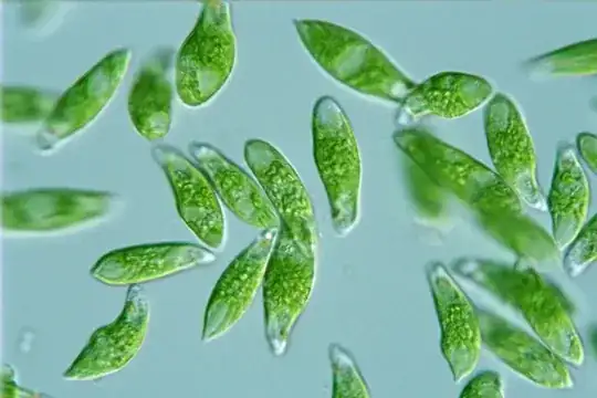 Egulena viridis
