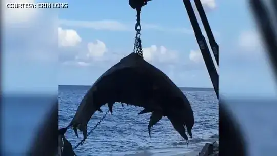 dead dolphin