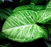 leaf2small2