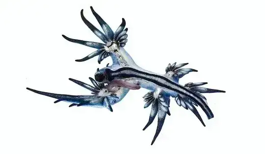 nudibranch