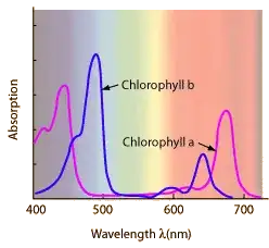 Absorption