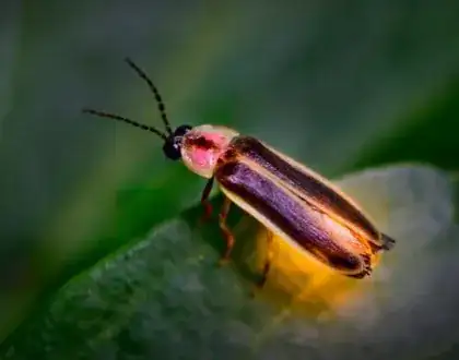 firefly