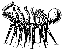 Hallucigenia