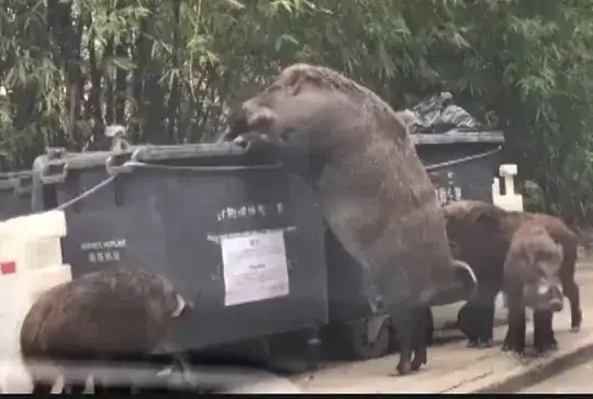 HOGZILLA