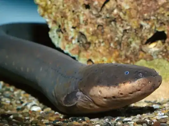 Electric eel