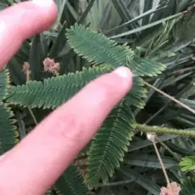sensitive plants