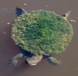 Turtles!