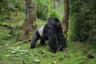 gorilla stance