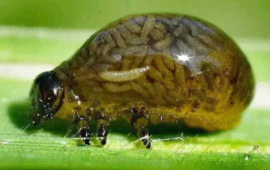 beetle full of larva
