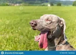 dog with tongue out
