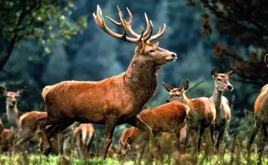 Deer pick was required