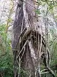 strangler fig