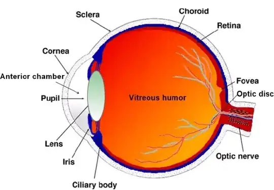 the eye
