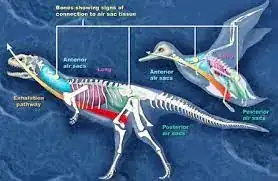 Dinosaur vs bird airsacs