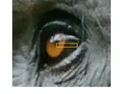 chimp eye