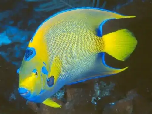 fish